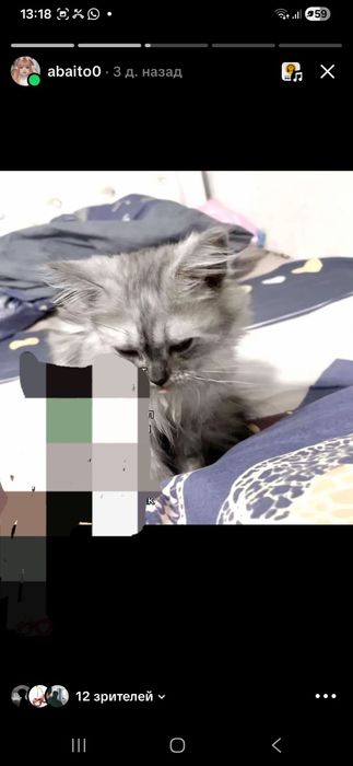 Кошка  8 месяцев