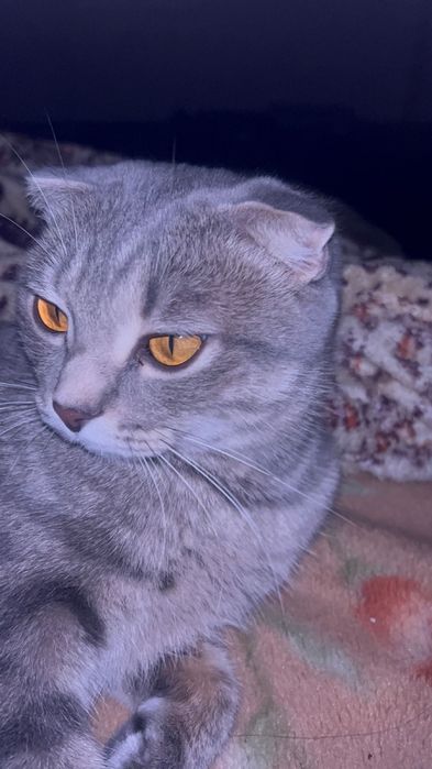 Отдам в добрые руки