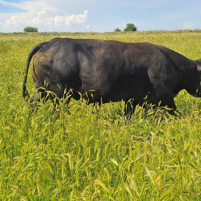 Tauri angus de vanzare