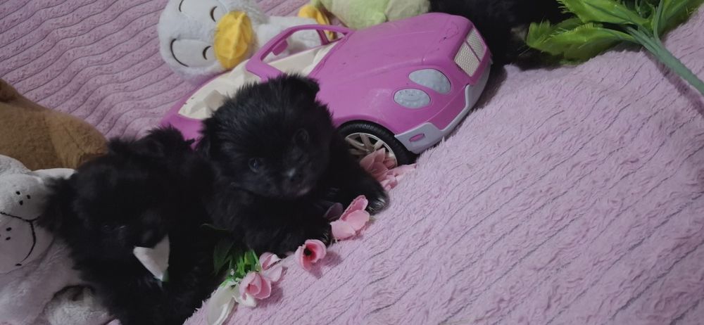 Шпице йорики ласковые щенки