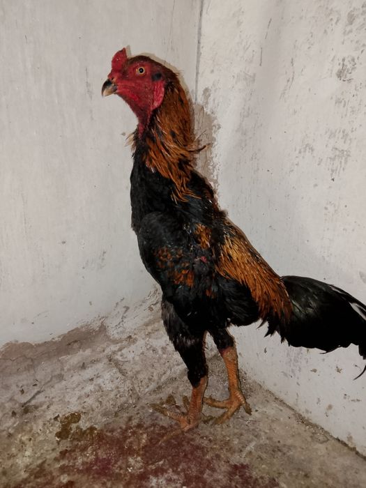 Продам молодого петуха микс