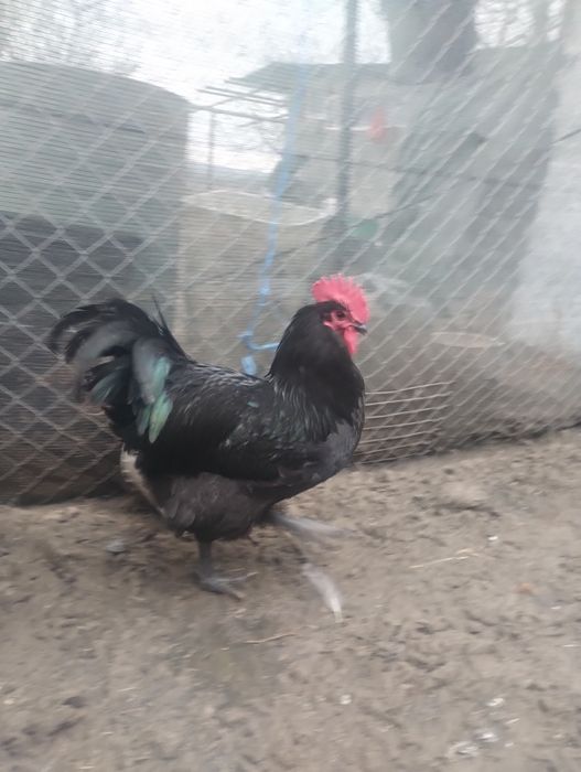 Cocoși Australorp