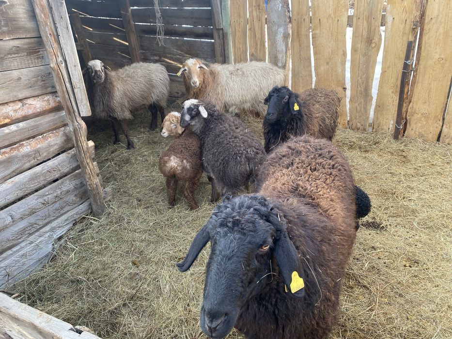 Продам овец 7 голов