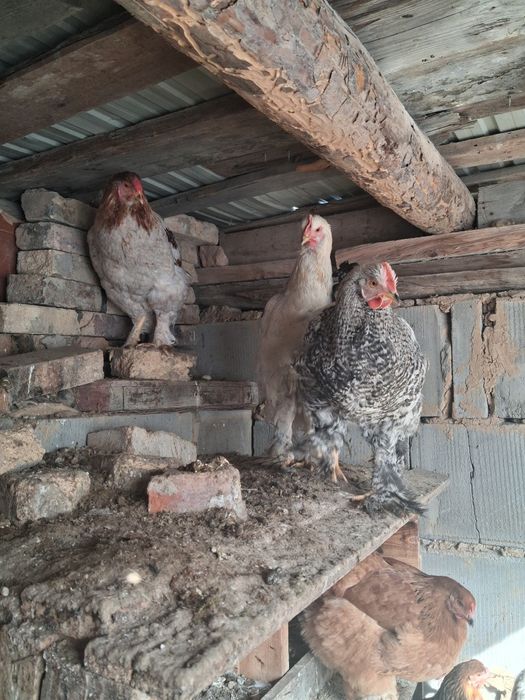 Продам брама петух