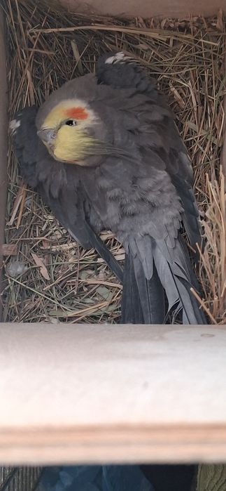 Se vinde Pereche de ninfe