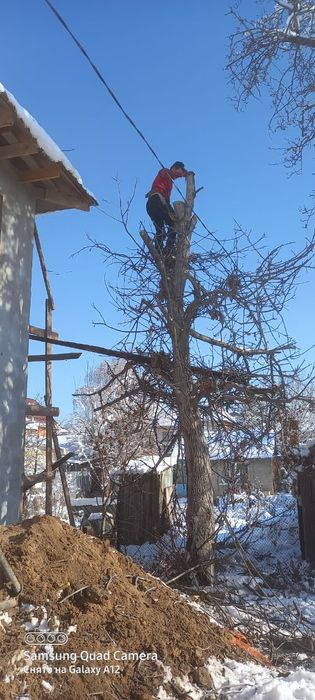 Спил деревьев от 10000тг