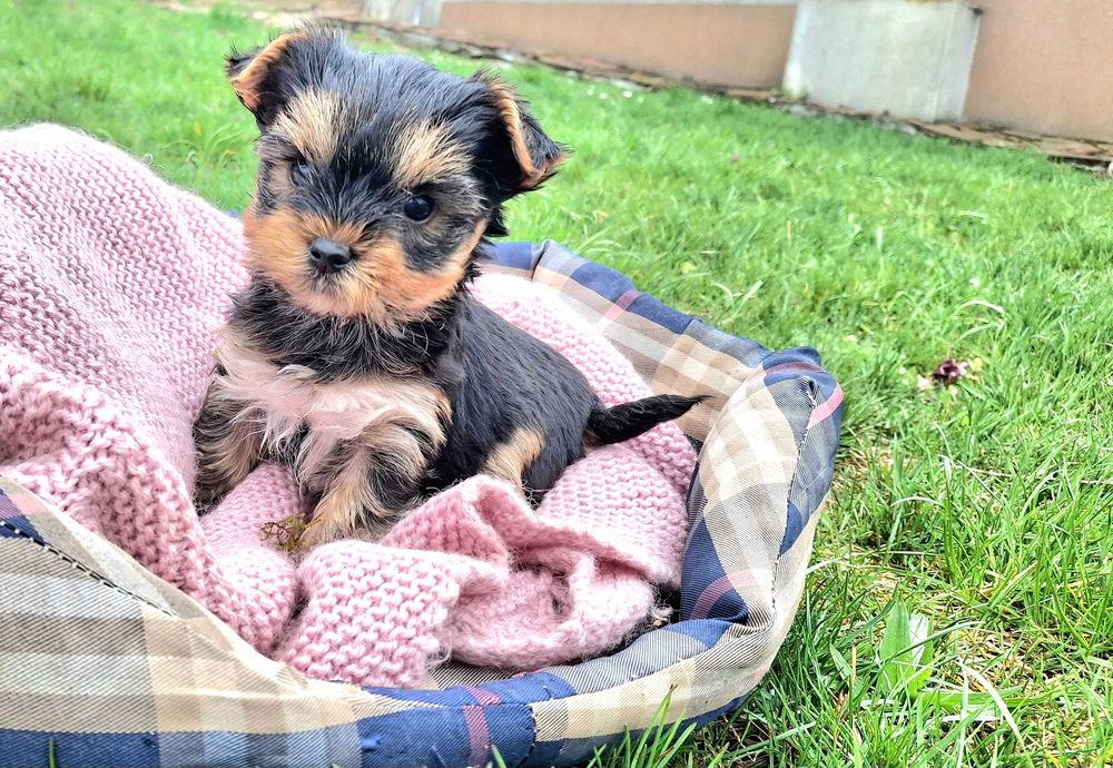 Йоркшийски териер