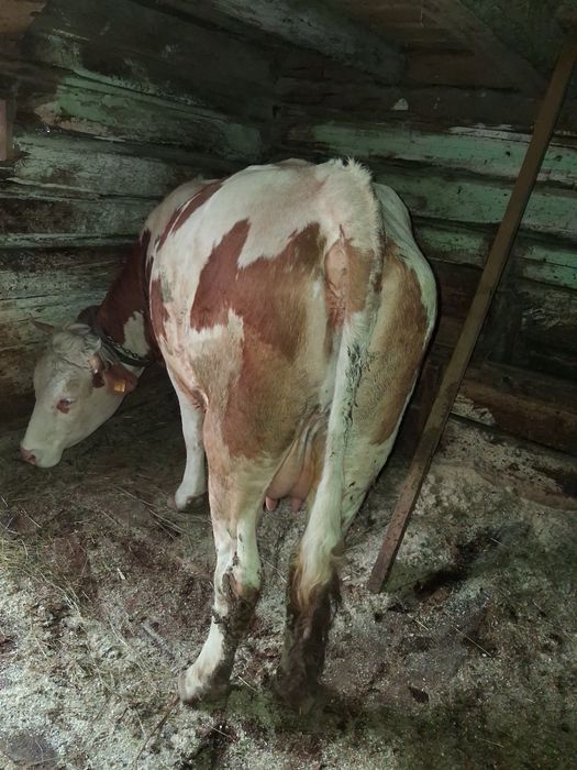 Vand vaca la garanțe