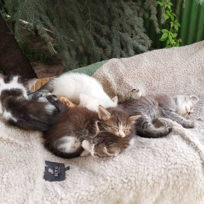 Отдаю очаровательных котят