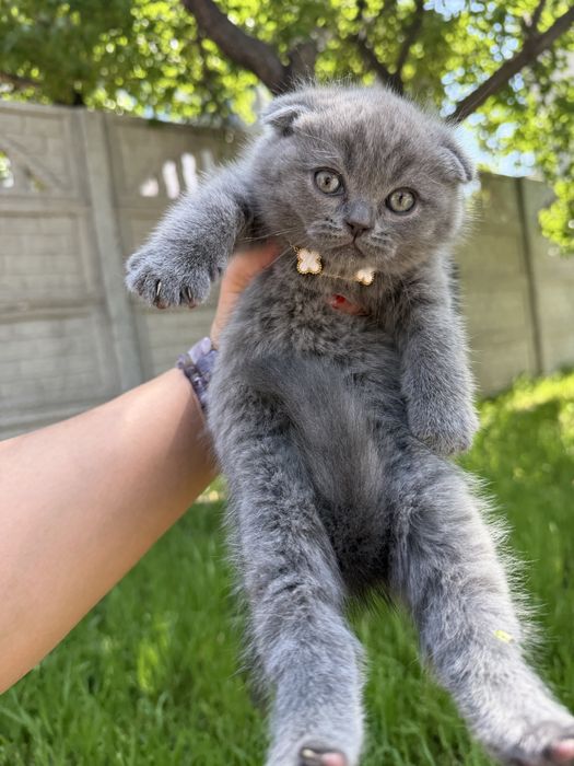 Tozza Shatlanski veslauxa