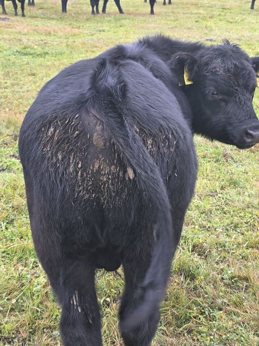 Vindem taurasi Aberdeen Angus