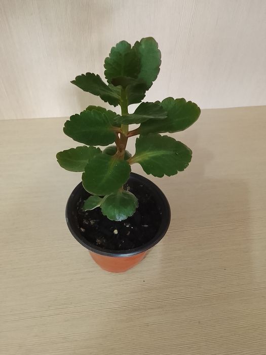 Комнатные растения цветы каланхоэ