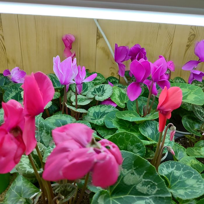 Цикламены ( комнатные цветы) цветущие