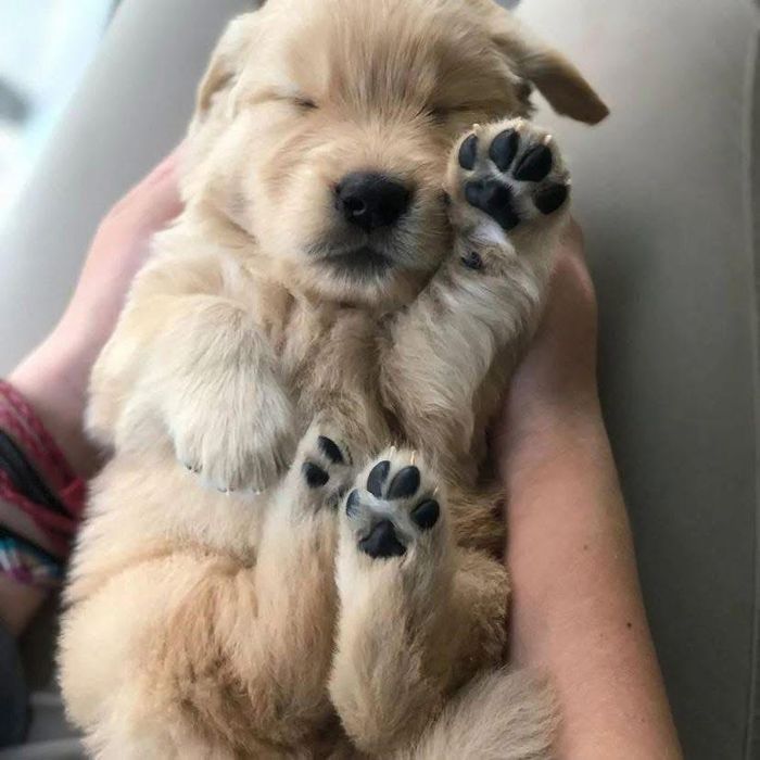 Голдън ретривър момче