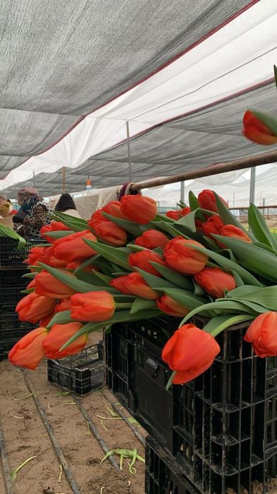 Принимаем предзаказы на тюльпаны