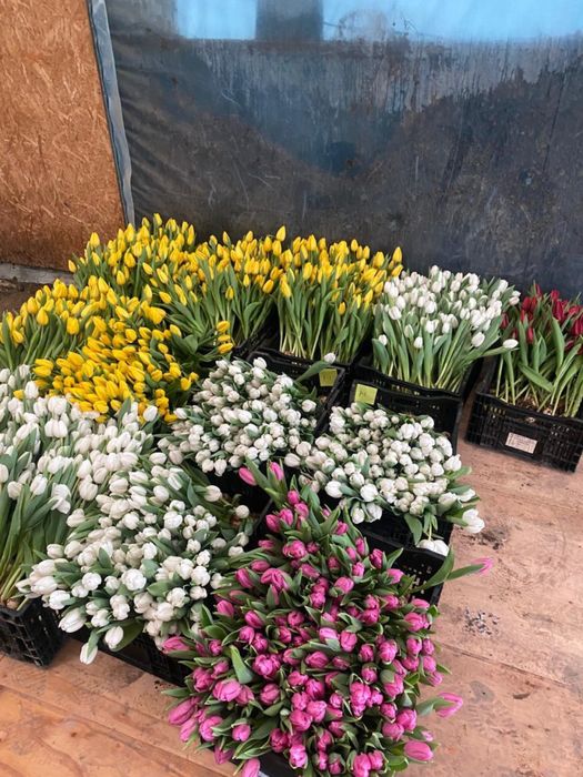 Тюльпаны оптом!!!