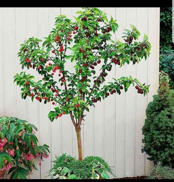 Pomi pitici gama SUPERB