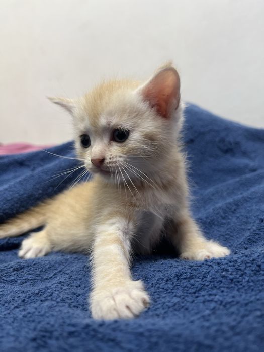 Котята шотландские