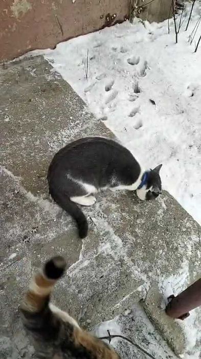 Кошкам нужен дом! Срочно!