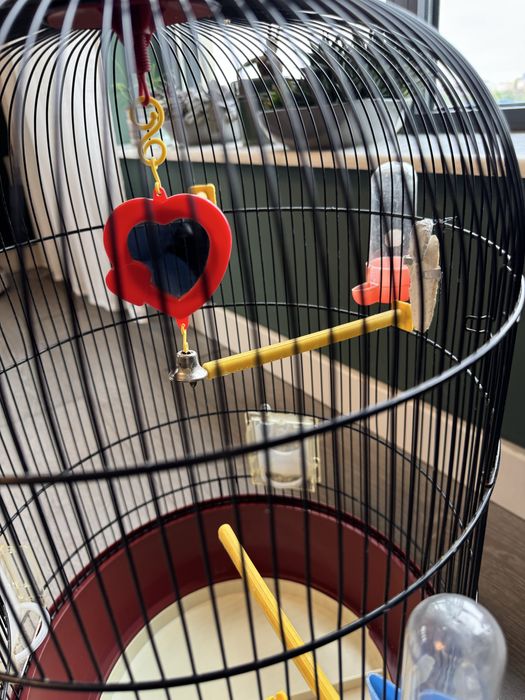 Colivie papagal mare