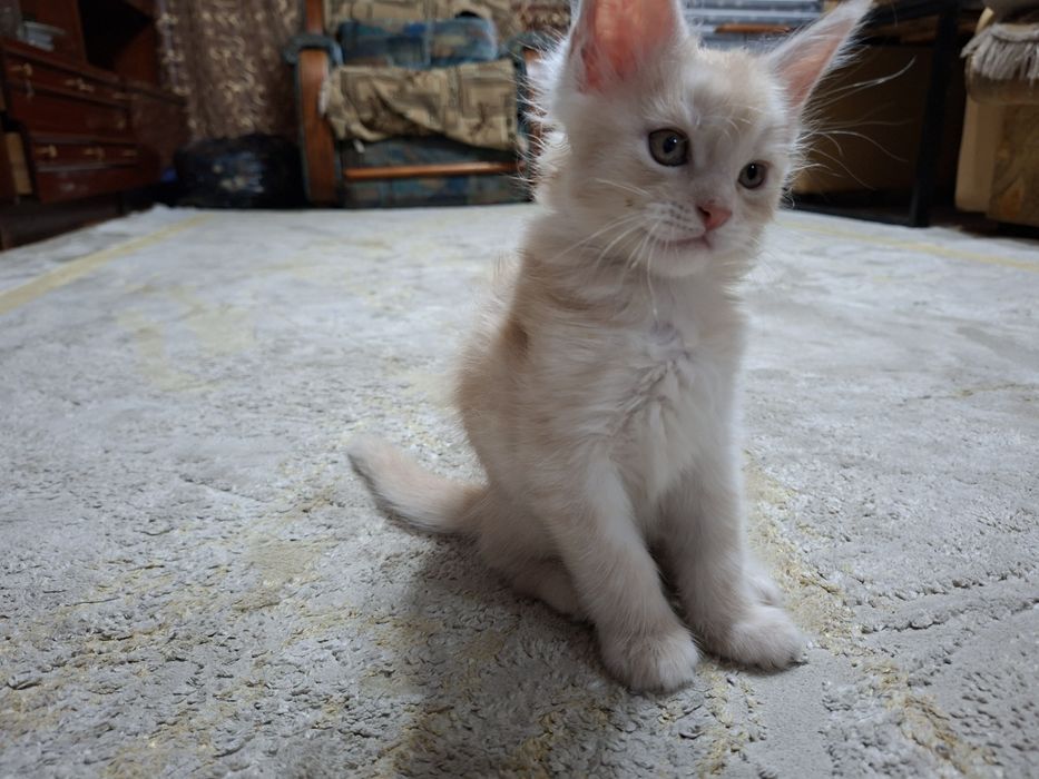 Продам мэйн-куна