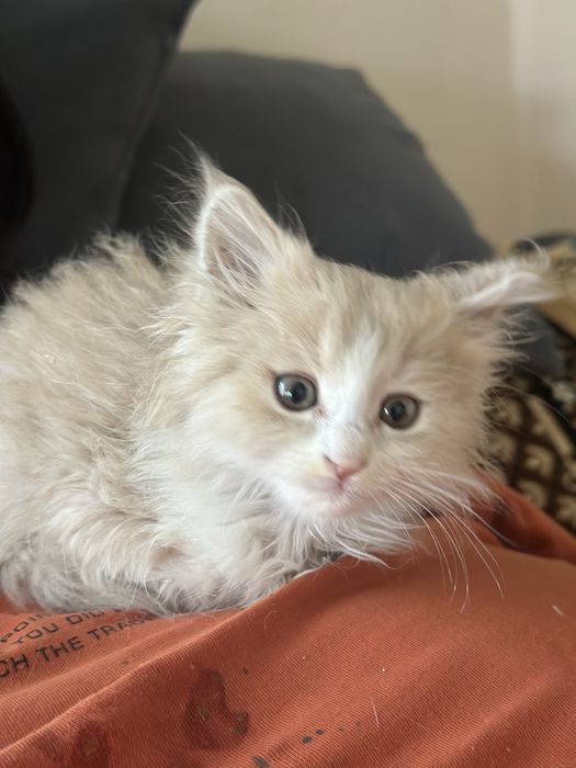 Пушистый котенок