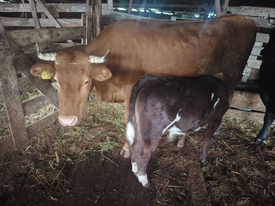 Vând viței de rasă