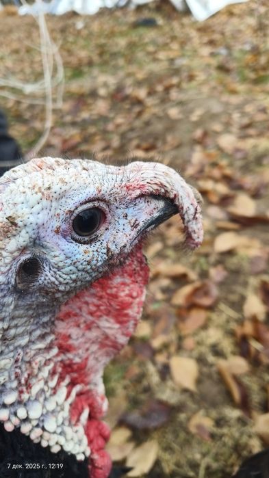 Kurka sotaman 6 ta xuroz 5 ta makiyon 450000 sum