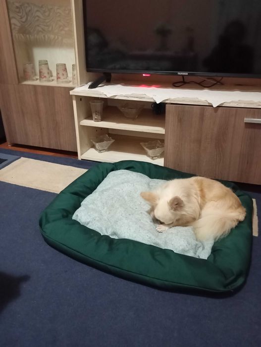 продавам чихуахуа