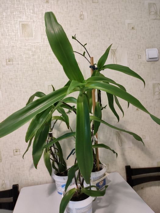 Продам Золотой Ус