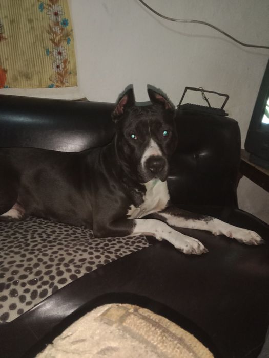 Чёрный стаффорд 2 года