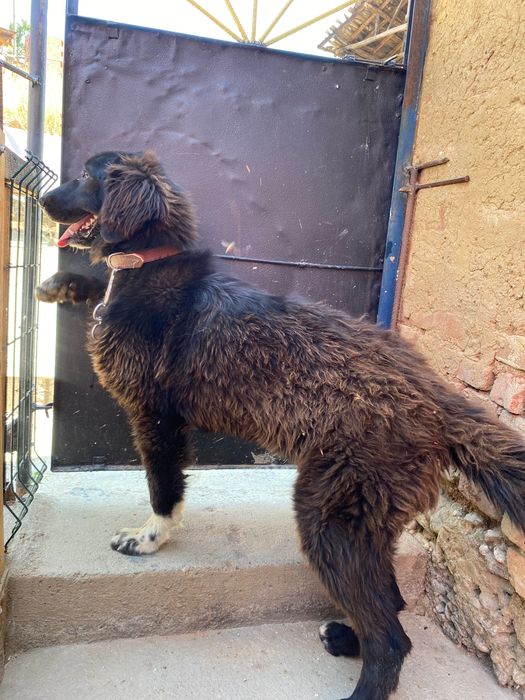 Каракачанска овчарка чистокръвна