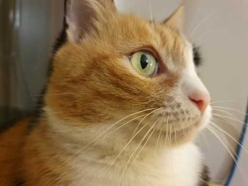 Отдам в хорошие руки. Даром.