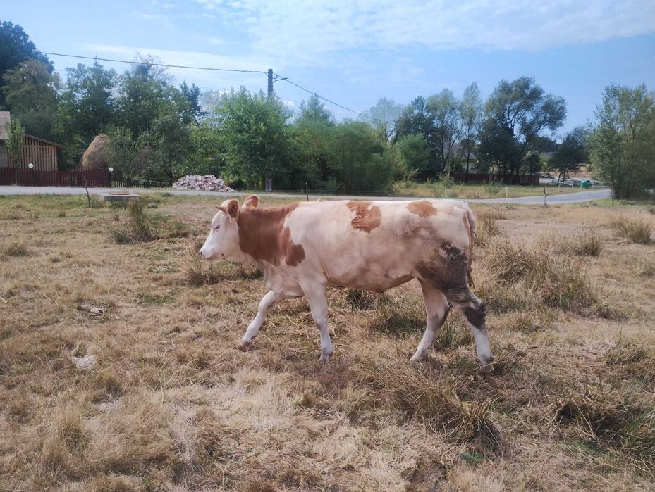 Vând junincă, bălțată românească !