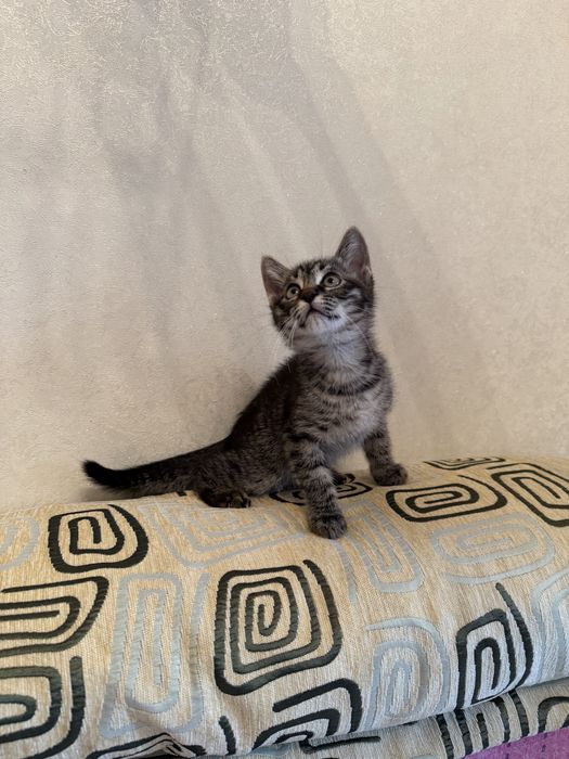 Милые, ласковые котята