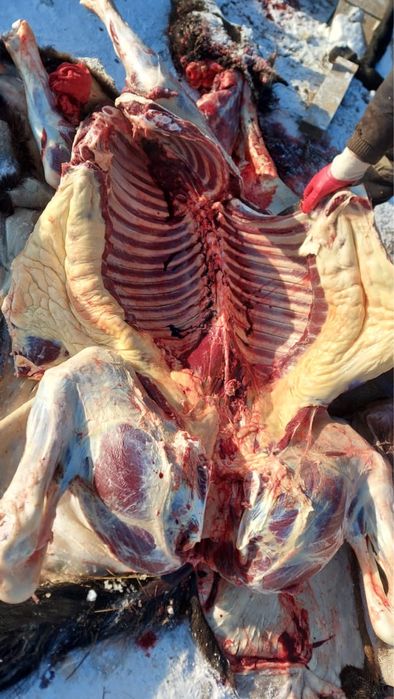 Жабағылар соғымға сатылады