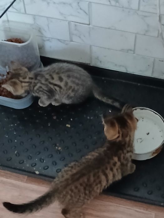Отдам хорошеньких котят