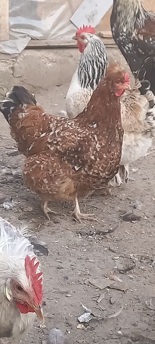 Продам семью хохлатых кур