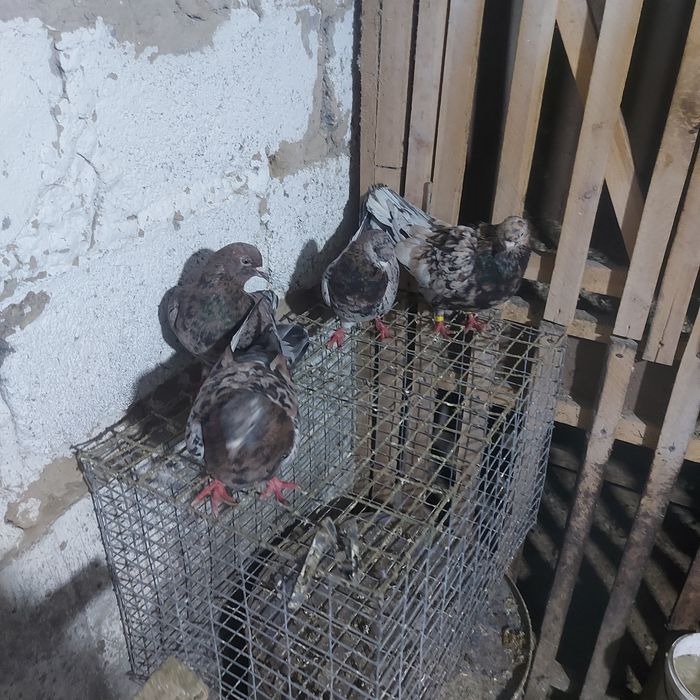 Ореховые челкары лет с игрой