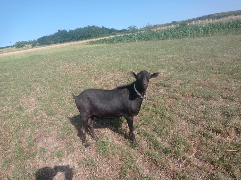 Vând țap Murciana