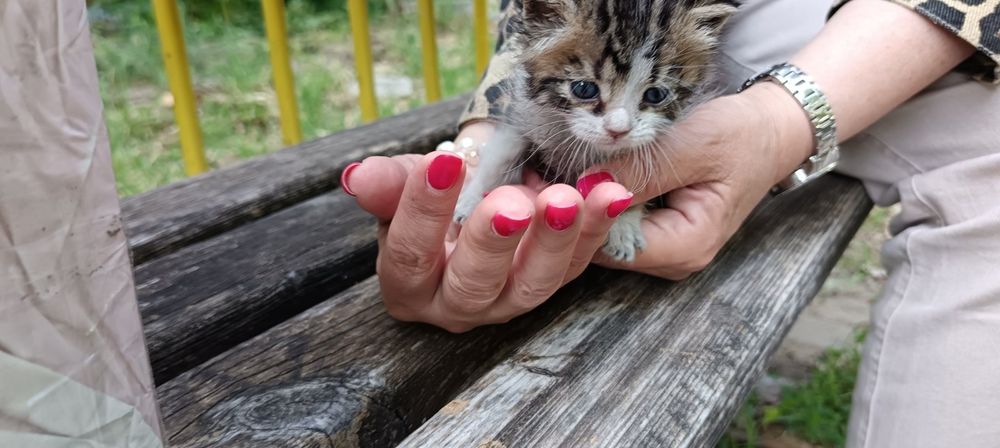 Подаряват се 3 бебета котета