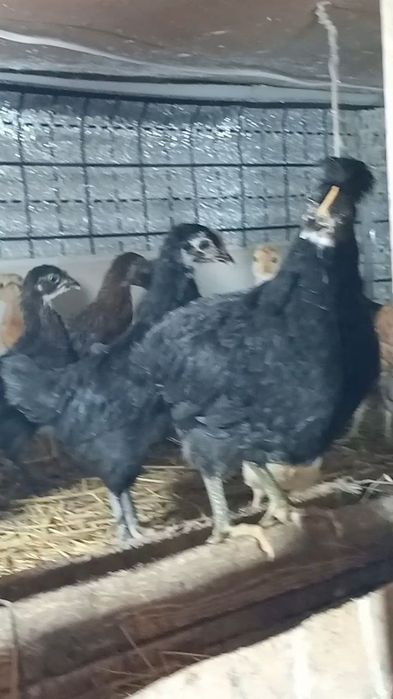 Жужалар сотилади. 1 кунликдан 2 ойликгача жужалар бор.