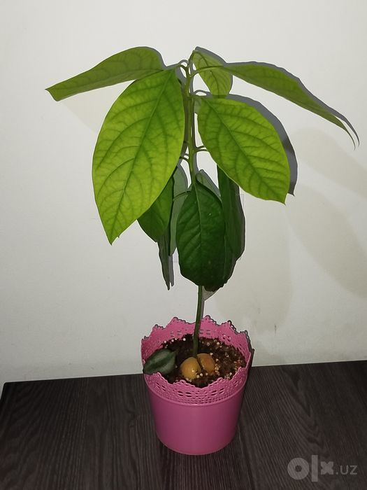 Avakado koʻchati авакадо