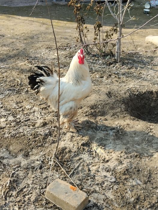 Қораз гарантия 100%