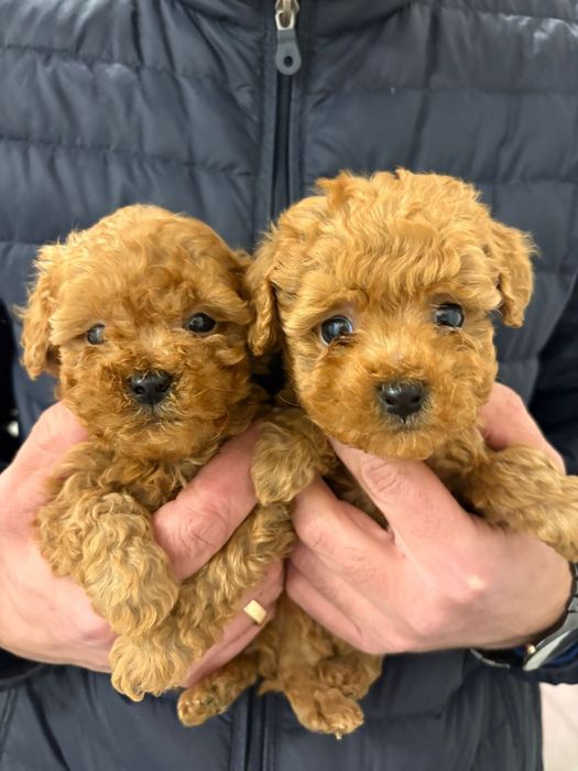 Той Пудели Ред Априкот