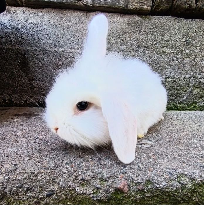 Декоративные крольчата