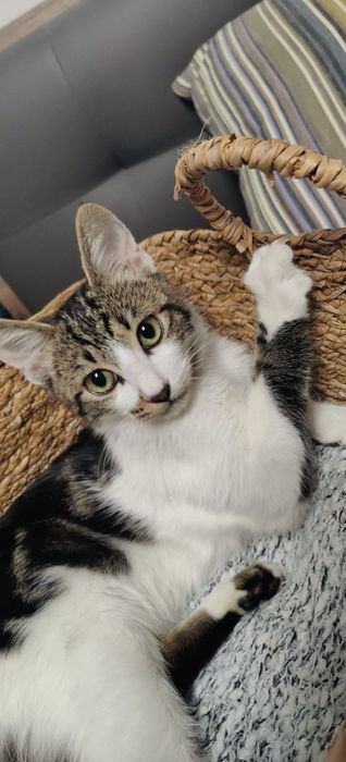 Подарявам мъжко коте