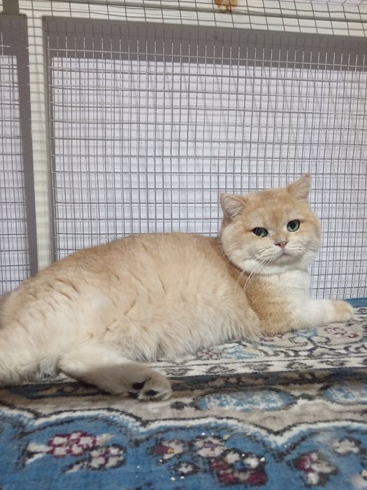 Британский шиншилла вязка