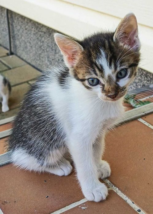 Pisoi spre adoptie