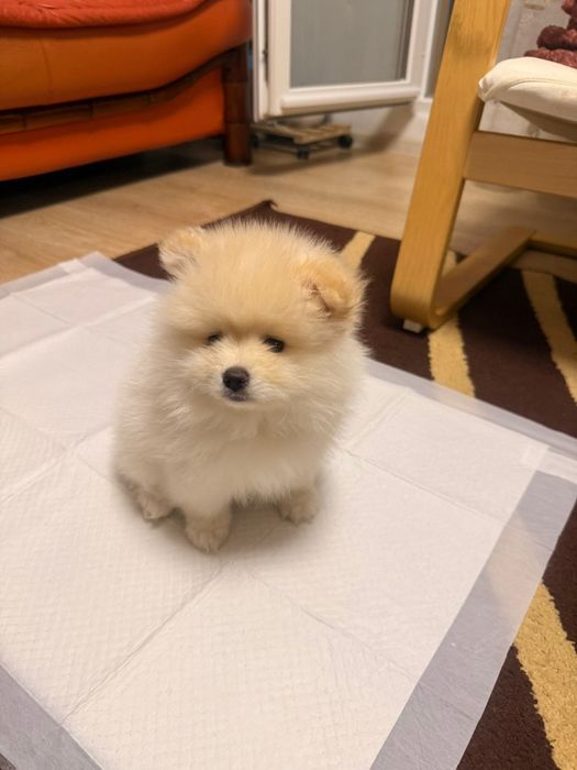 Vand pomeranian 2 luni